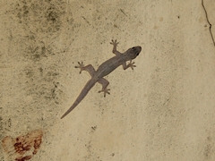 Hemidactylus platyurus