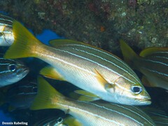 Parapristipoma octolineatum