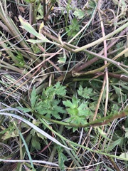 Ranunculus multifidus