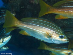 Parapristipoma octolineatum