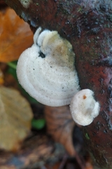 Trametes hirsuta