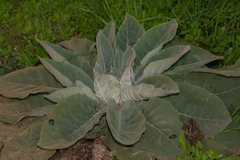 Verbascum pulverulentum