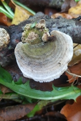 Trametes hirsuta