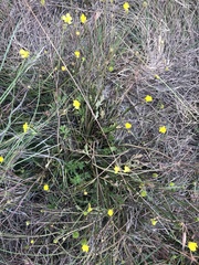 Ranunculus multifidus