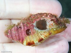 Monoplex pilearis