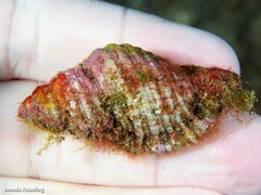 Monoplex pilearis