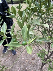 Citrus japonica