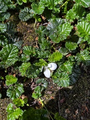 Rubus geoides