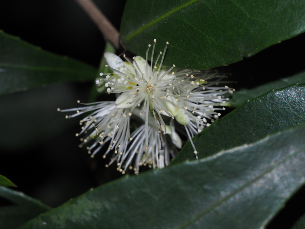 Symplocos anomala