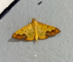 Meroctena