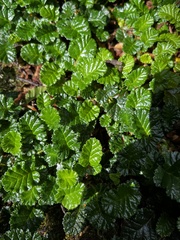 Rubus geoides
