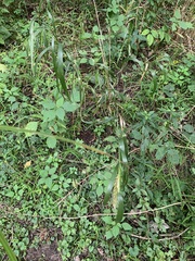 Elymus virginicus virginicus