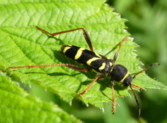 Clytus arietis