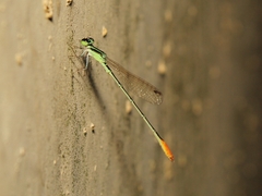 Agriocnemis femina