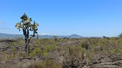 Opuntia galapageia
