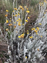 Helichrysum splendidum