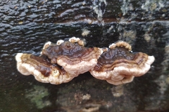 Trametes versicolor