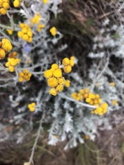 Helichrysum splendidum