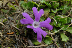 Primula minima