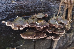 Trametes versicolor