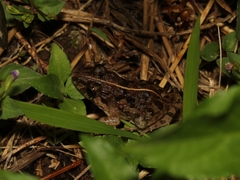 Fejervarya limnocharis