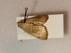 Bagisara rectifascia