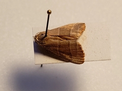 Bagisara rectifascia