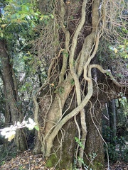 Hydrangea serratifolia