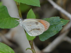Colotis evagore