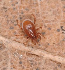 Hypoaspis