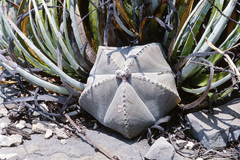 Astrophytum myriostigma