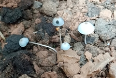 Panaeolus