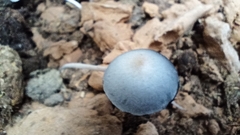 Panaeolus