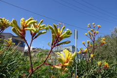 Anigozanthos flavidus