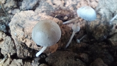 Panaeolus