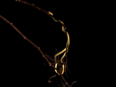Dendrelaphis pictus