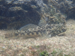 Bathygobius lineatus