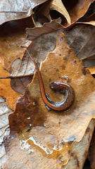 Plethodon websteri