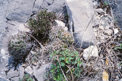 Neolloydia conoidea