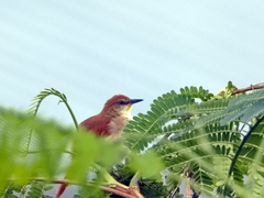 Certhiaxis cinnamomeus