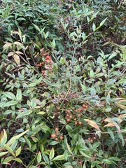 Nandina domestica
