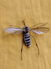 Entomophthora