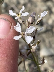 Thelypodiopsis elegans