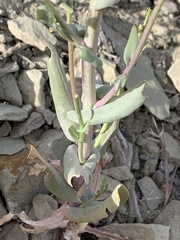 Thelypodiopsis elegans