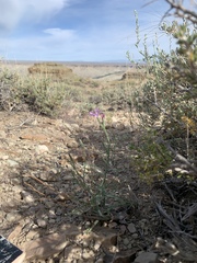 Stephanomeria runcinata