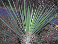 Yucca louisianensis