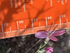 Stephanomeria runcinata