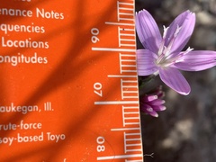 Stephanomeria runcinata