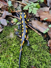 Salamandra salamandra