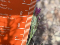 Stephanomeria runcinata